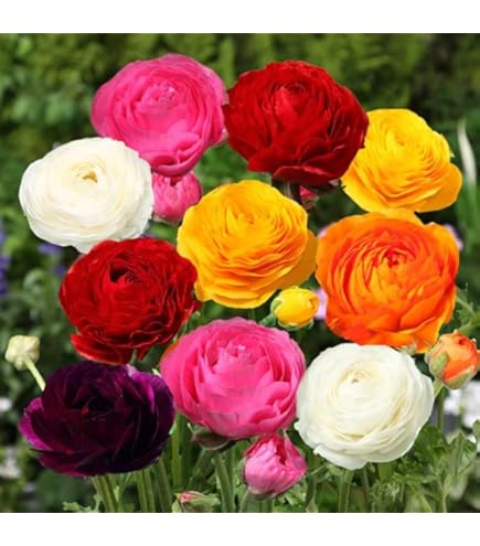 ウルトラあおむし　ラナンキュラス　球根 ウルトラあおむし様専用 ラナンキュラス 球根